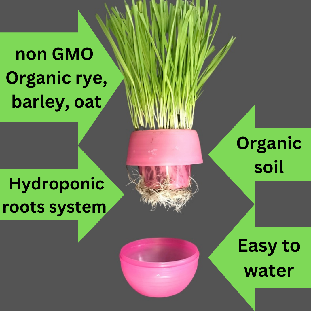 Mom’s Indoor Cat - Wholesale Pet Food - Cat - Cat Grass Deluxe Combo pack6