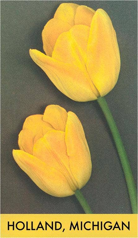 Found Image Press - Wholesale Postcard - Postcard MI-527 Holland, Yellow Tulips0