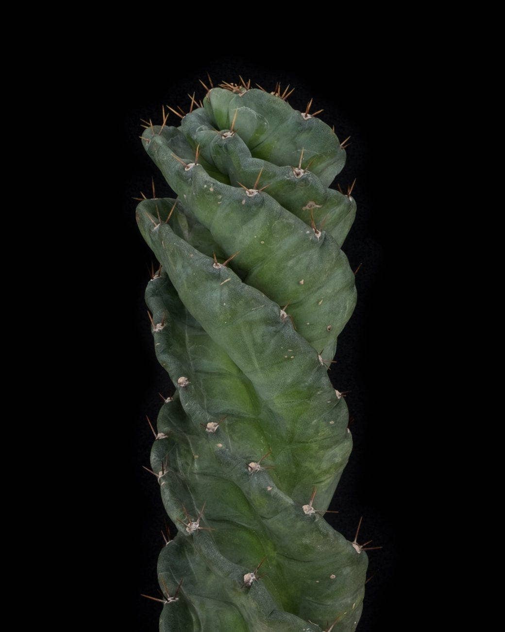 Tula House - Wholesale Live Plant - Cereus forbesii 'spiralis'3