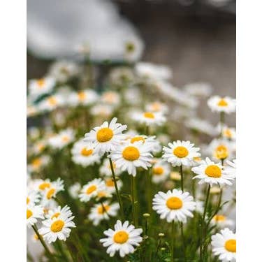 Clementine and Daisy for wholesale by Barclay Mountain Candles