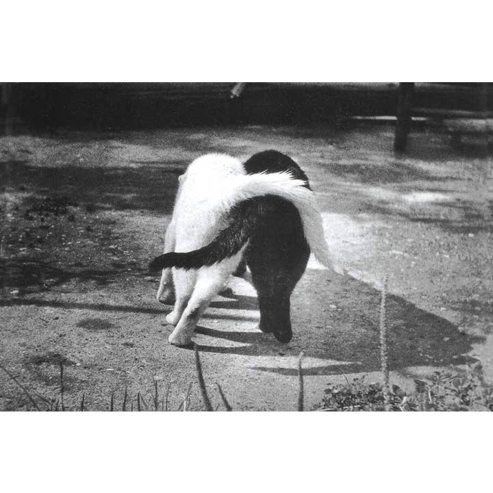 Postcard - Yin Yang Cats. Published in Amsterdam for wholesale by VisionWorks LLC