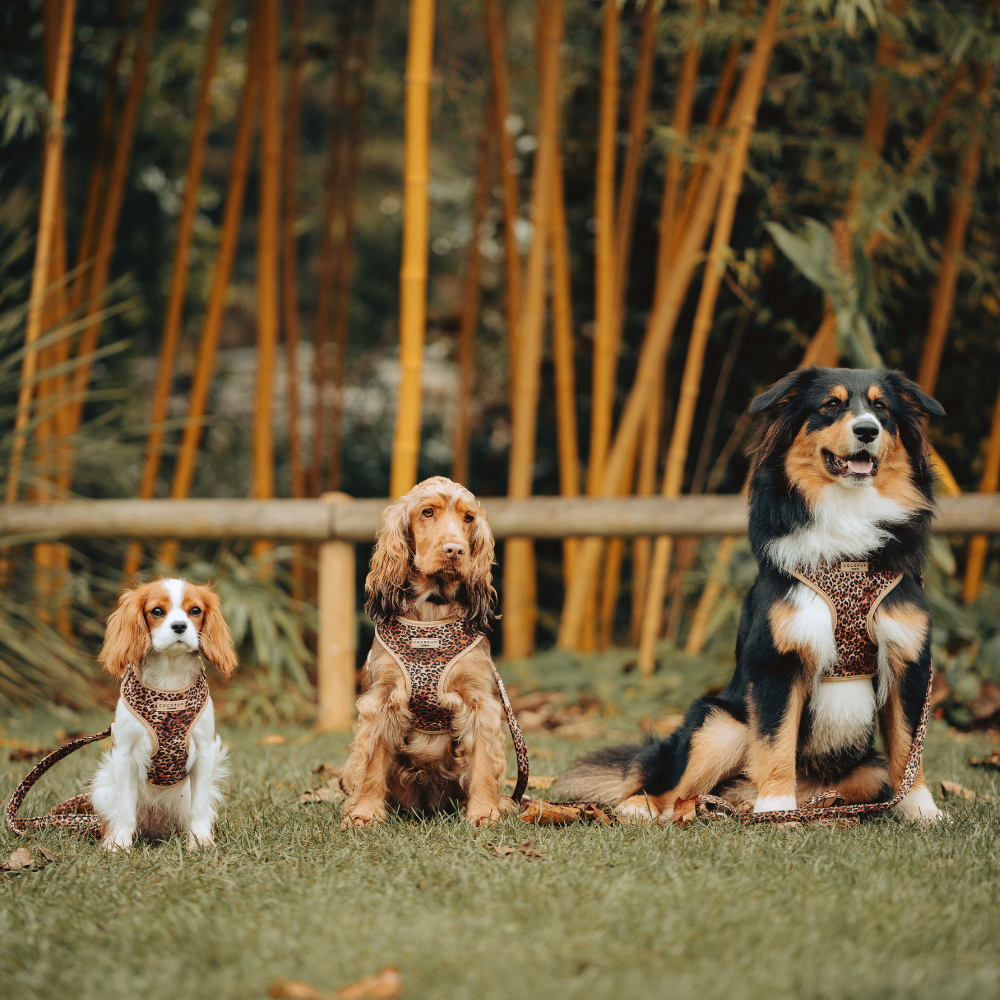 Cocopup London - Wholesale Pet Harness - Dog - Quilted Leopard Pup Adjustable Neck Harness26