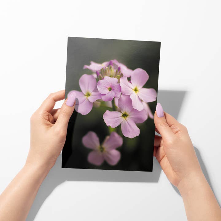 Sheryl’s Virtual Garden - Wholesale Everyday Greeting Card - Sweetness Single 5x7 Sweet Rocket Flower Greeting Card1
