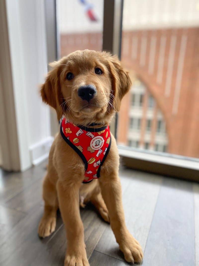 The Pet Scout Shop - Wholesale Pet Harness - Dog - Fried Chicken Sandwich Reversible Harness1