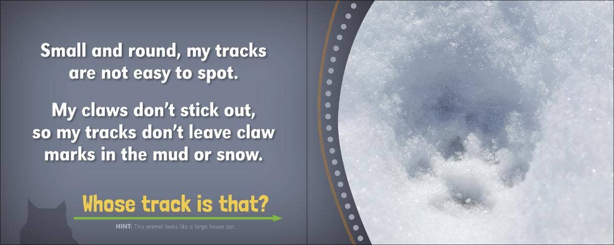 AdventureKEEN - Wholesale Nature & Outdoors - Whose Track Is That?4