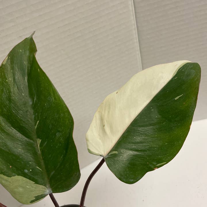 Native Transplants - Wholesale Live Plant - Philodendron Red Anderson Variegated