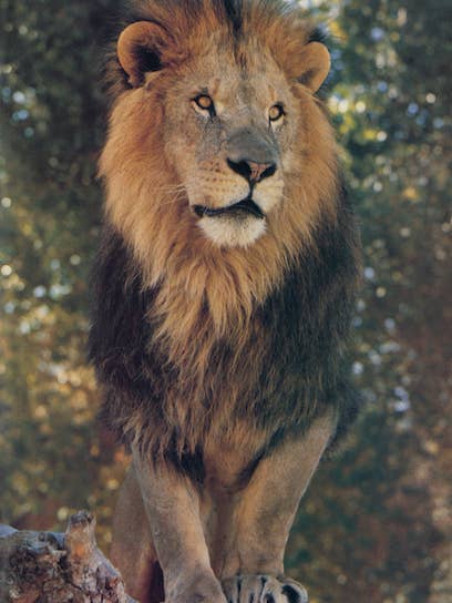 90210 Exotics, dyr lykønskningskort, fars dag-kort, løve for engroshandel hos 90210 Exotics