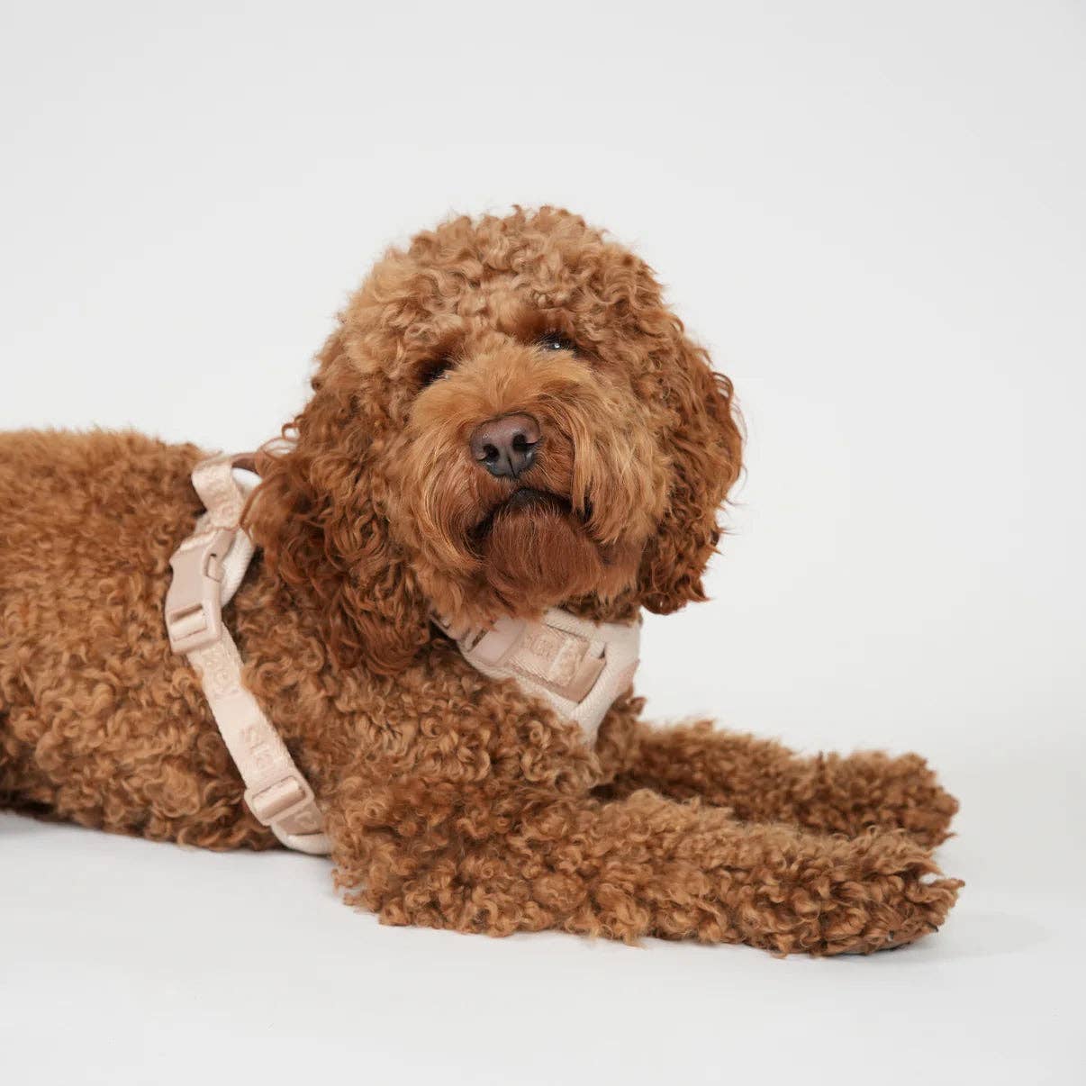 Staey - Wholesale Pet Harness - Dog - Elma Dog Harness | Light Rose10