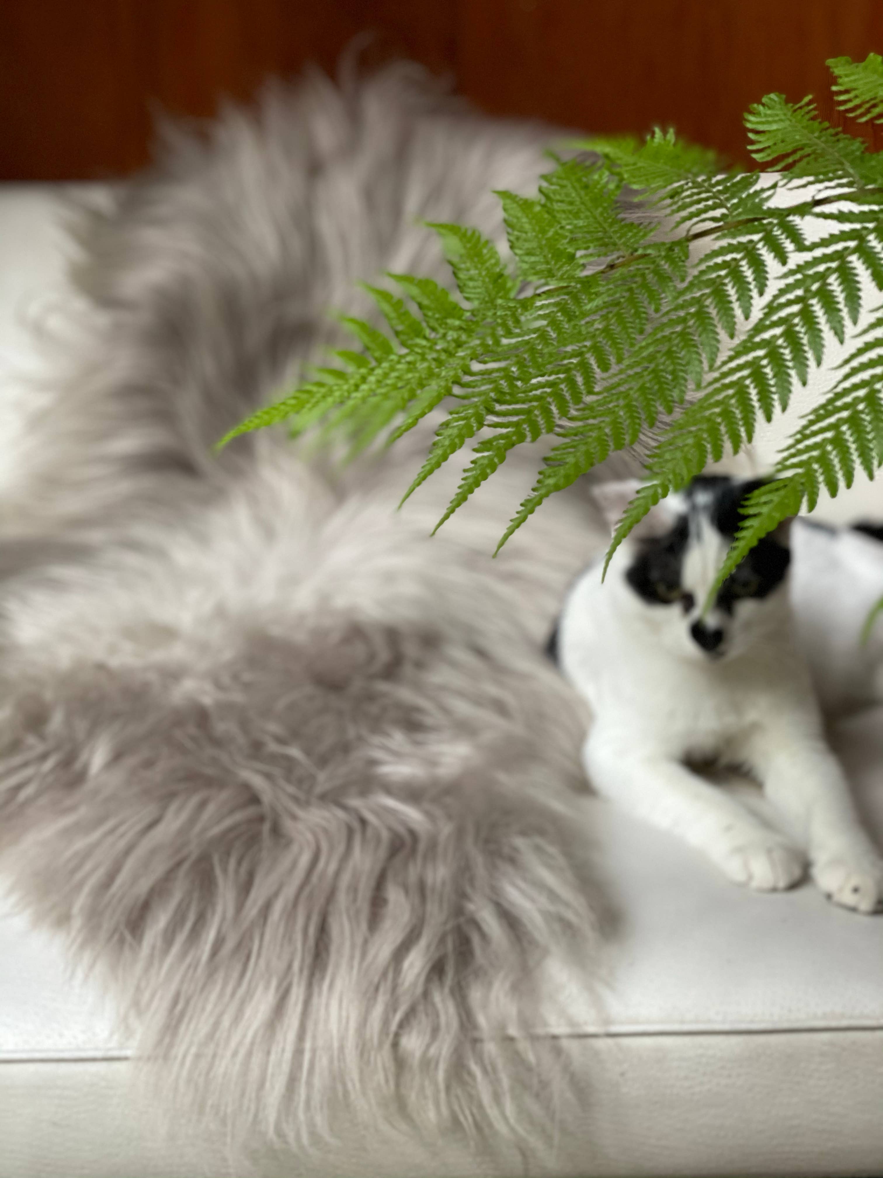 HoogaHooga - Vendita all'ingrosso Tappeto - Pelle di pecora islandese Asher1