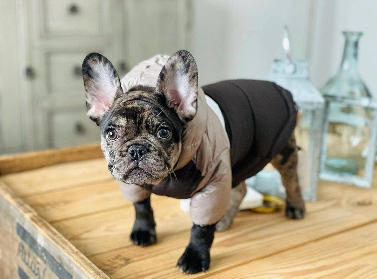 PETsRUS – wholesale Ytterkläder - Hund – Vinter Puffer hundkappa5