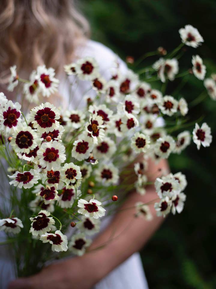 Tiikerikaunosilmä Incroyable ! Tourbillon pour la vente par Kukkatarhurit