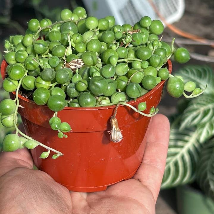 Nanu's Nursery - Wholesale Succulent - String of Pearls | Live Succulent Plant | 4 inch pot