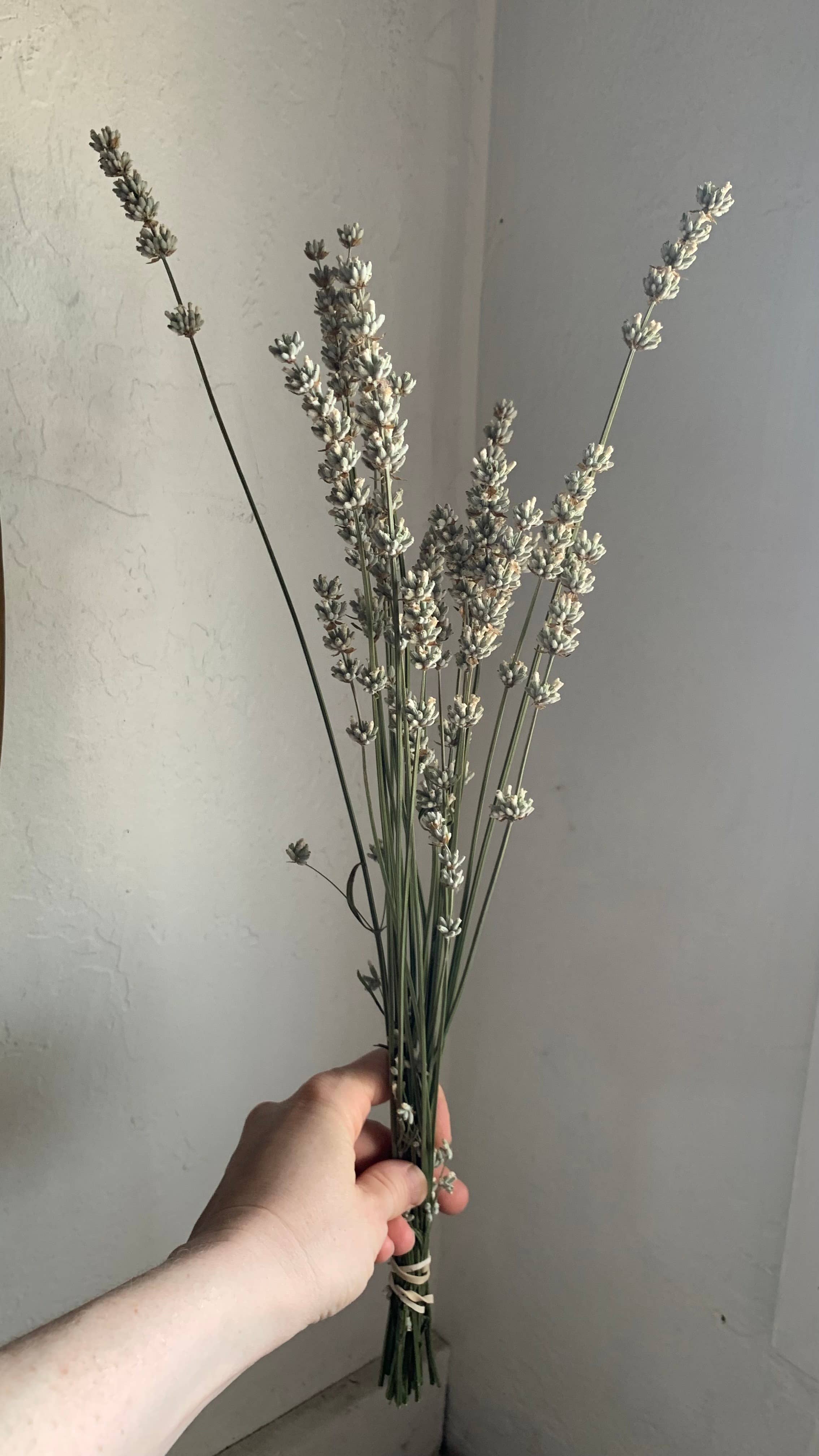 Twig and Snip - Wholesale Dried/Pressed Flowers - Dried White Lavender - Healing Flowers3