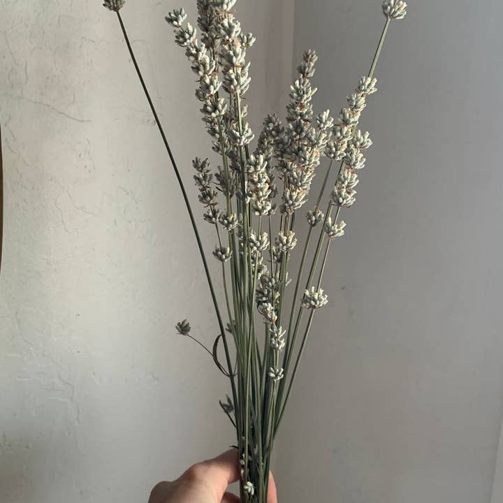 Twig and Snip - Wholesale Dried/Pressed Flowers - Dried White Lavender - Healing Flowers3