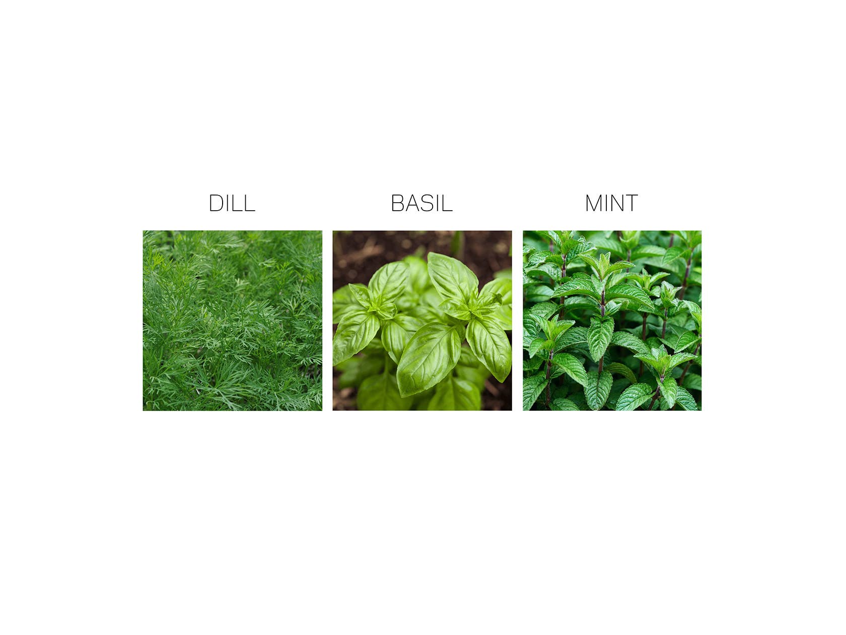 Studio 82° - Wholesale Plant Seeds - Herb Seed Drops - Mediterranean4