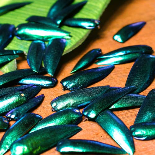 Jewel Beetle Wings - Loose 10 grams for wholesale by Bead Goes On