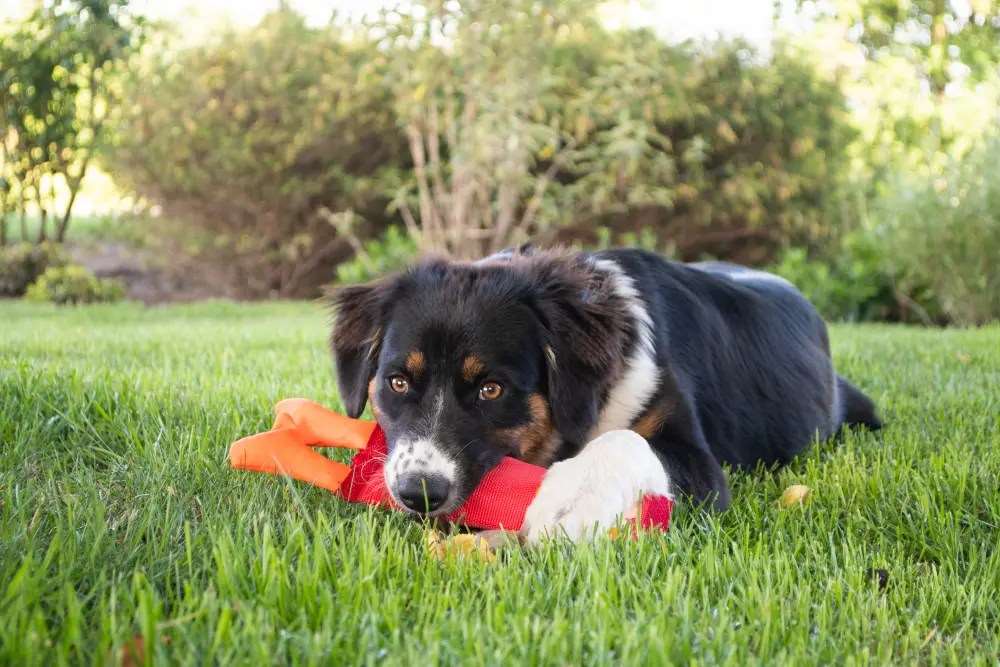 zooneepet - Vendita all'ingrosso Peluche - Cani - Giocattolo Hozies Billy Bengal1