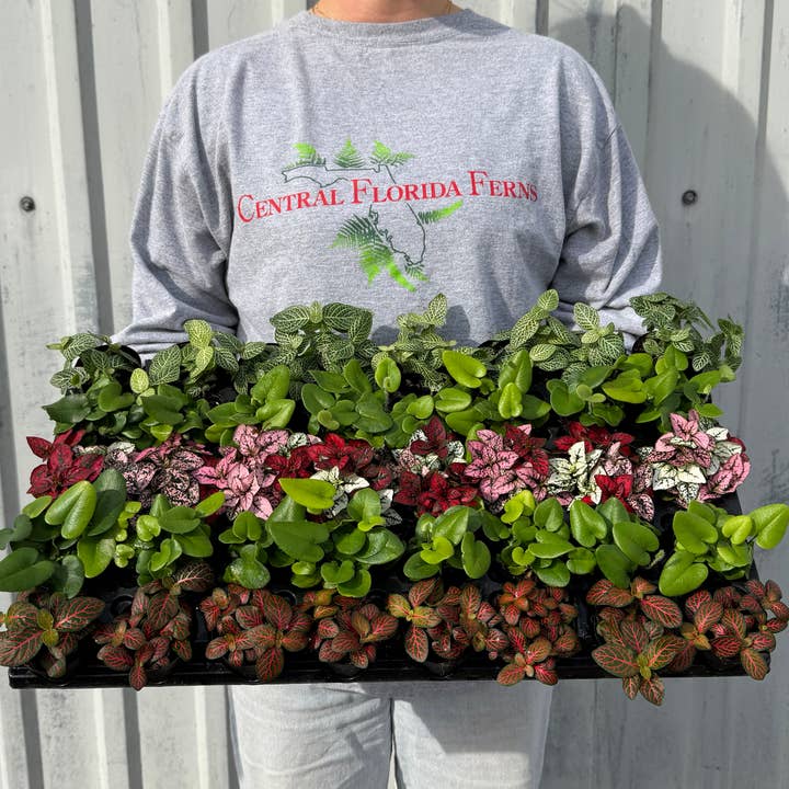 PIXIE Plant Valentine's Assortment Live Plant 2.5 in for wholesale by Central Florida Ferns & Foliage
