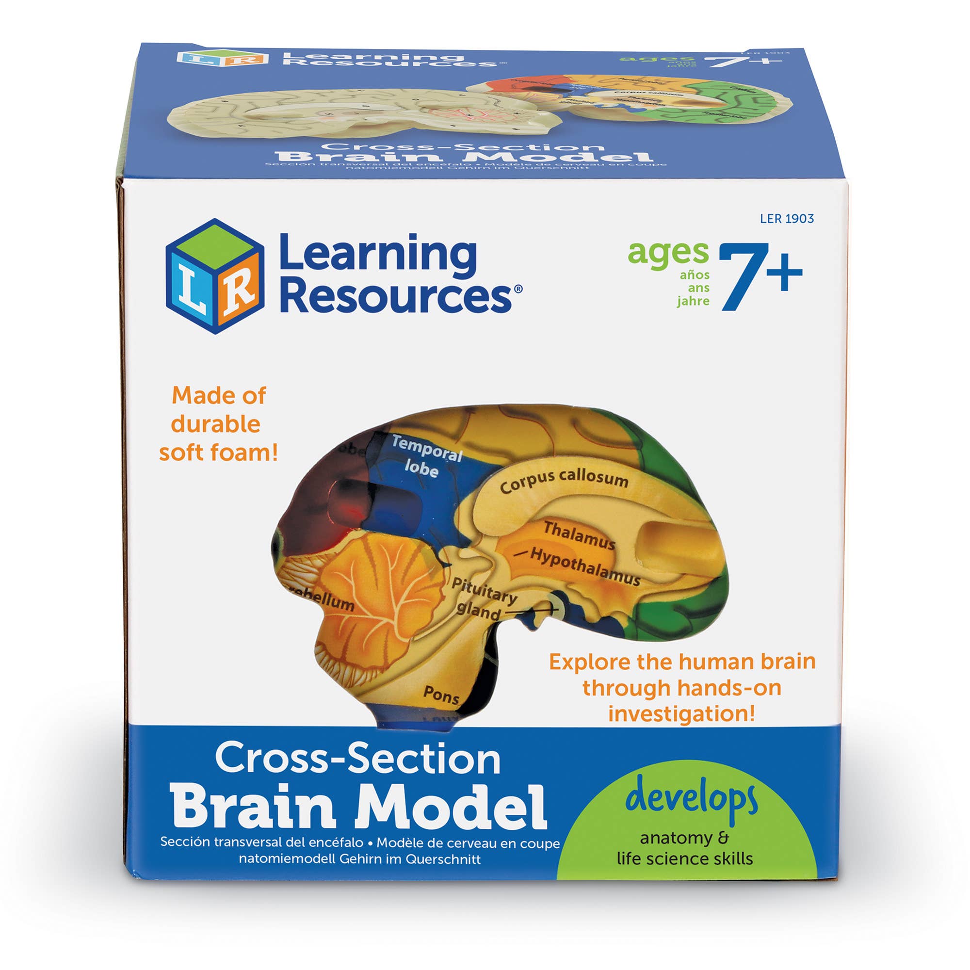 Learning Resources - Wholesale Toy Set - Kids - Cross-Section Human Brain Model1