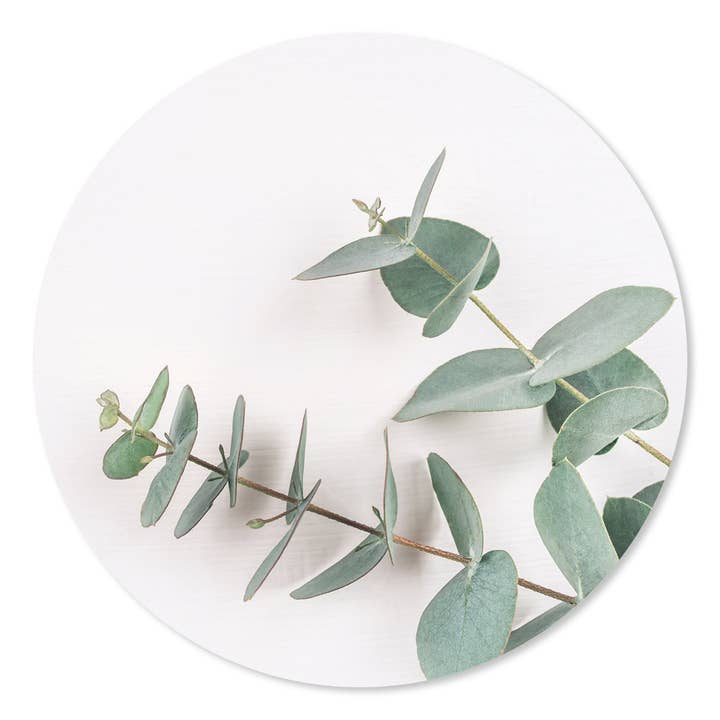 Cercle mural Eucalypthus pour la vente par GM decoratie