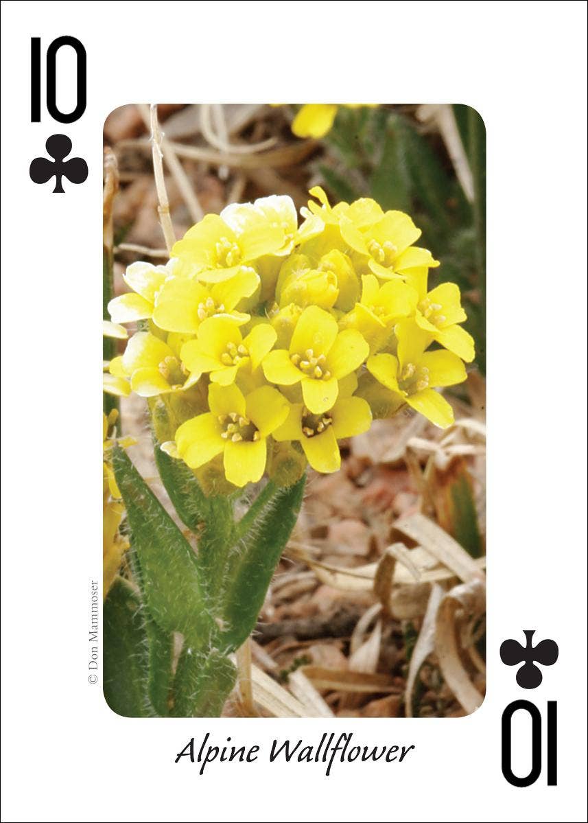 AdventureKEEN - Wholesale Playing Cards - Wildflowers of Northwest Playing Cards5
