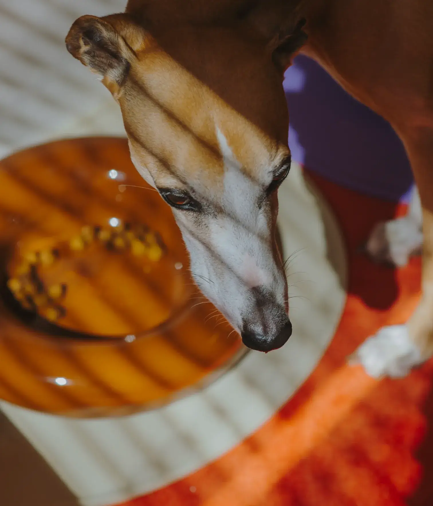 HotDog Pets - Wholesale Pet Bowl - Cat/Dog - Brown ceramic dog feeder11