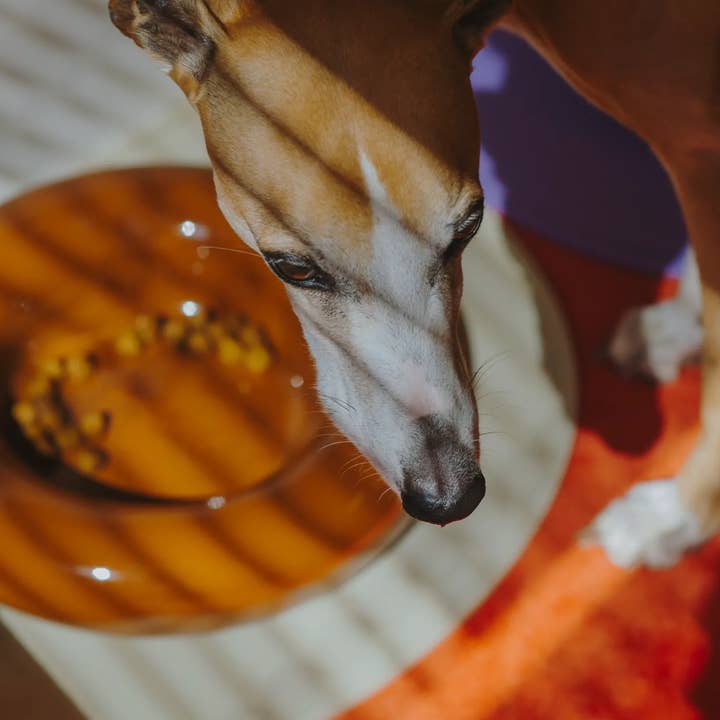 HotDog Pets - Wholesale Pet Bowl - Cat/Dog - Brown ceramic dog feeder11