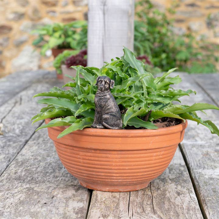 Copertura e mangime per mangiatoia per piante Labrador per la vendita all'ingrosso da parte di Jardinopia UK