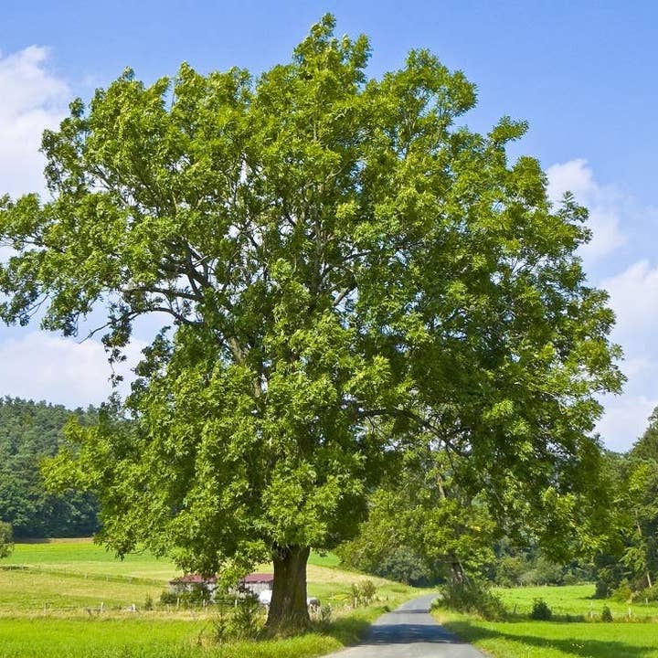 The Rike - Wholesale Plant Seeds - 4 pack x 100 Seeds Green Ash Tree Seeds for Planting