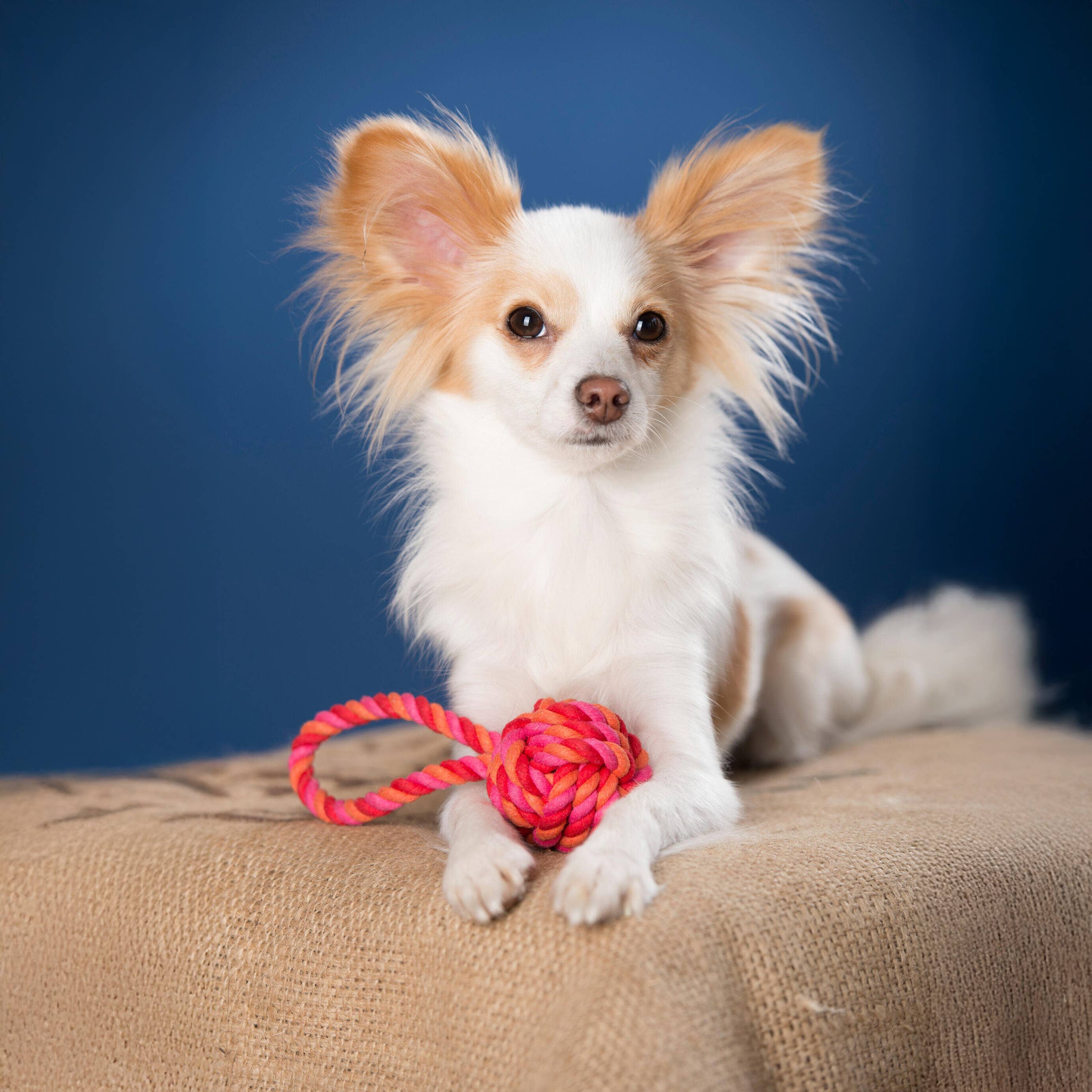 LABONI - Volentis GmbH - Wholesale Pet Toy - Dog - MINI SCHLEUDERBALL – Small Size, Big Fun4