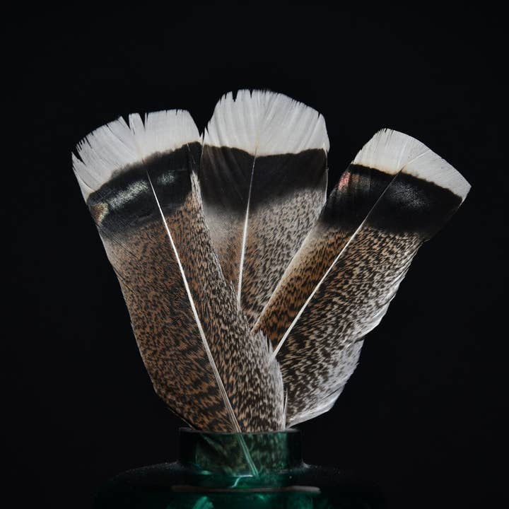 Plumes Naturelles – wholesale Dried/pressed flowers – Turkey feathers1