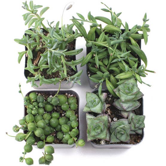Mountain Crest Gardens - Wholesale Succulent - Trailing & Strings Succulents 12-Pack (6 Varieties, 2" Pots)3