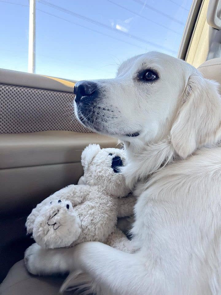 Fur Elise Pets - Wholesale Pet Plush Toy - Dog - Koko Maxi Plushie20