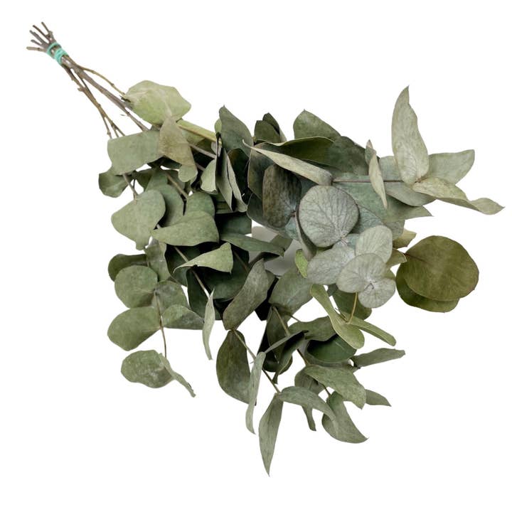 Dried Flowers - Eucalyptus Cinerea for wholesale by Wildflowers by Floriette