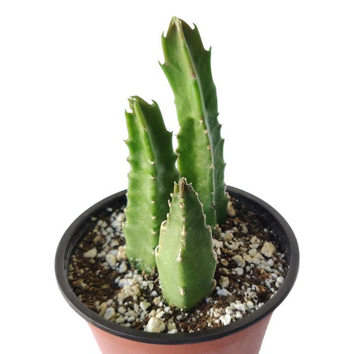 Best Plant Friend - Wholesale Succulent - Stapelia Gigantea Cactus - Live Unusual Cactus in 4in Pot1