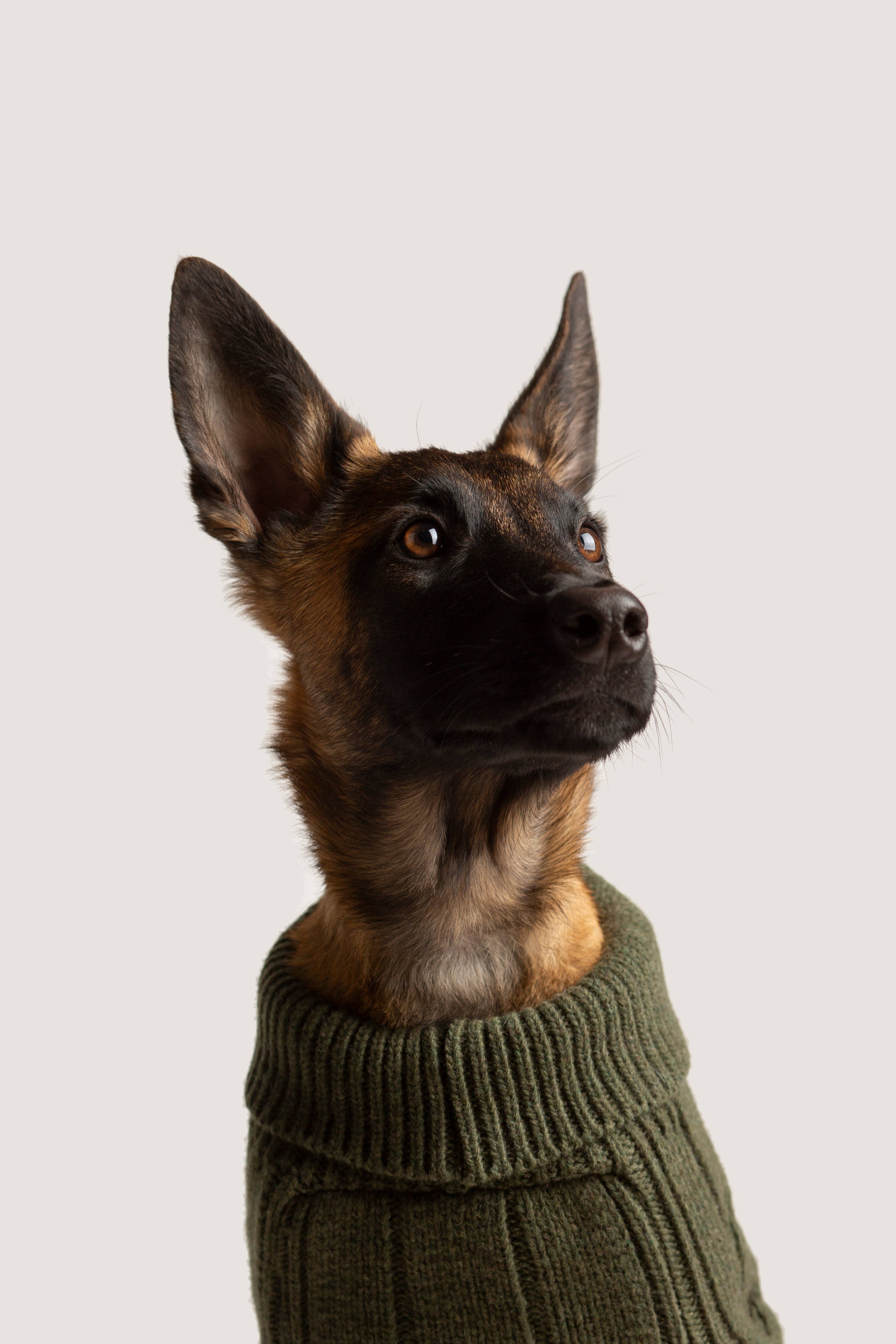 ARISTOPET - Vendita all'ingrosso Maglione - Cani - MAGLIA ASPEN14