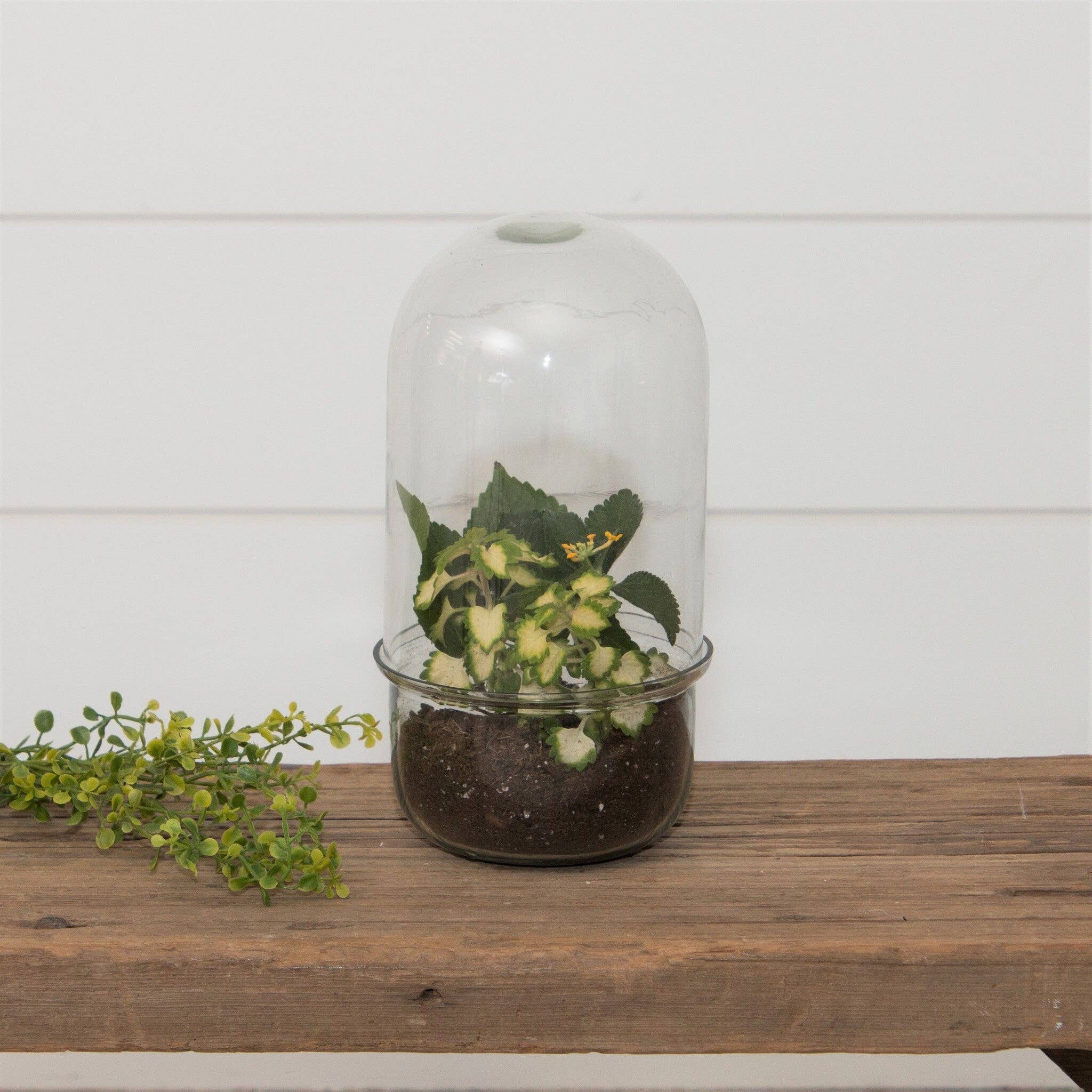 Audrey's Home & Gift - Wholesale Terrarium - Glass Cloche Terrarium With Glass Base (PC)