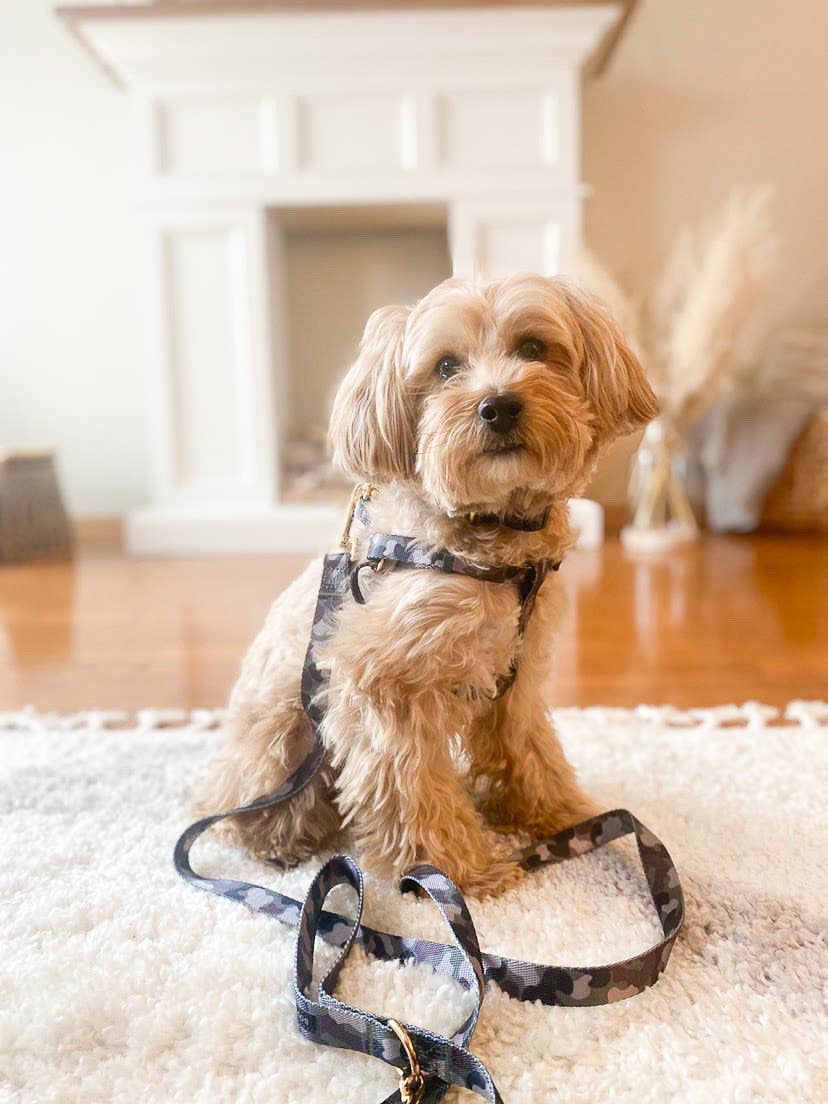 Boulevard - Wholesale Pet Harness - Dog - Camo Dog Harness1