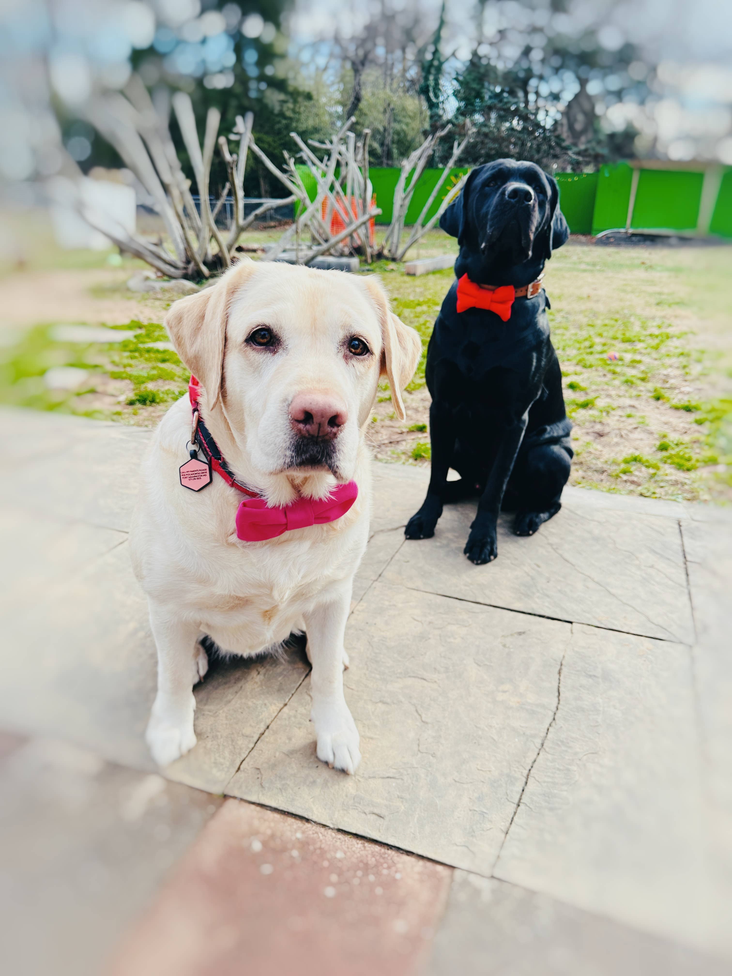 Walking Paws Boutique - Wholesale Pet Bow Tie - Dog - Assortment pet bowties, adjustable and removable, holiday 1