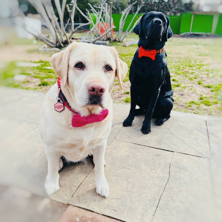 Walking Paws Boutique - Wholesale Pet Bow Tie - Dog - assortment of fall/winter bowtie attachable to dog collars3