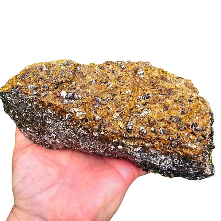 Wyoming Fossil Turritella Rough Chunk! for wholesale by Lapidary Central