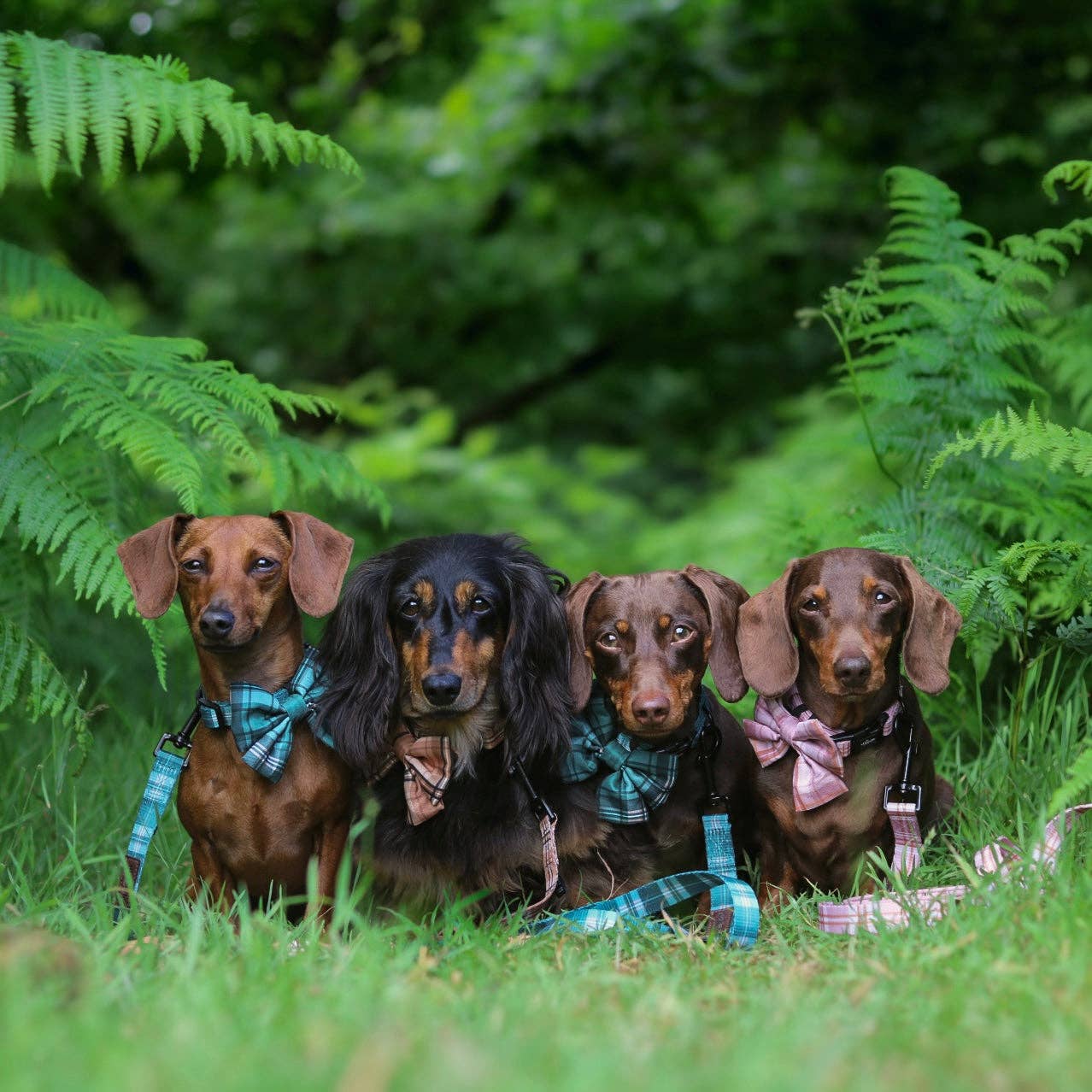 The aDoraBle Pooch Company - Wholesale Pet Bow Tie - Dog - Dog Sailor Bow Tie - Heritage Pheasant Green5