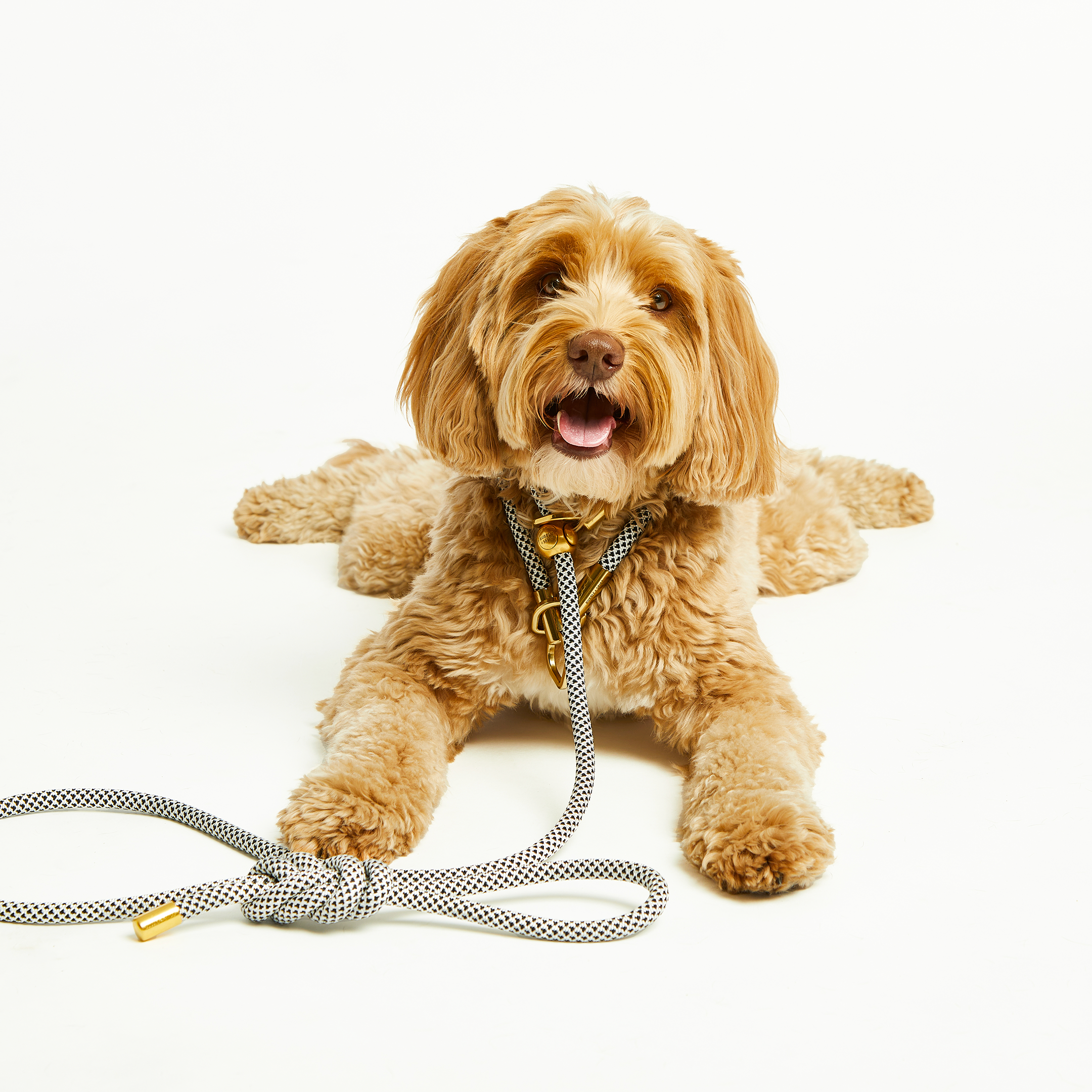 Bubble and Spike - Vente Laisse – chien - Laisse Simple Slip Lead™ Black Diamond2