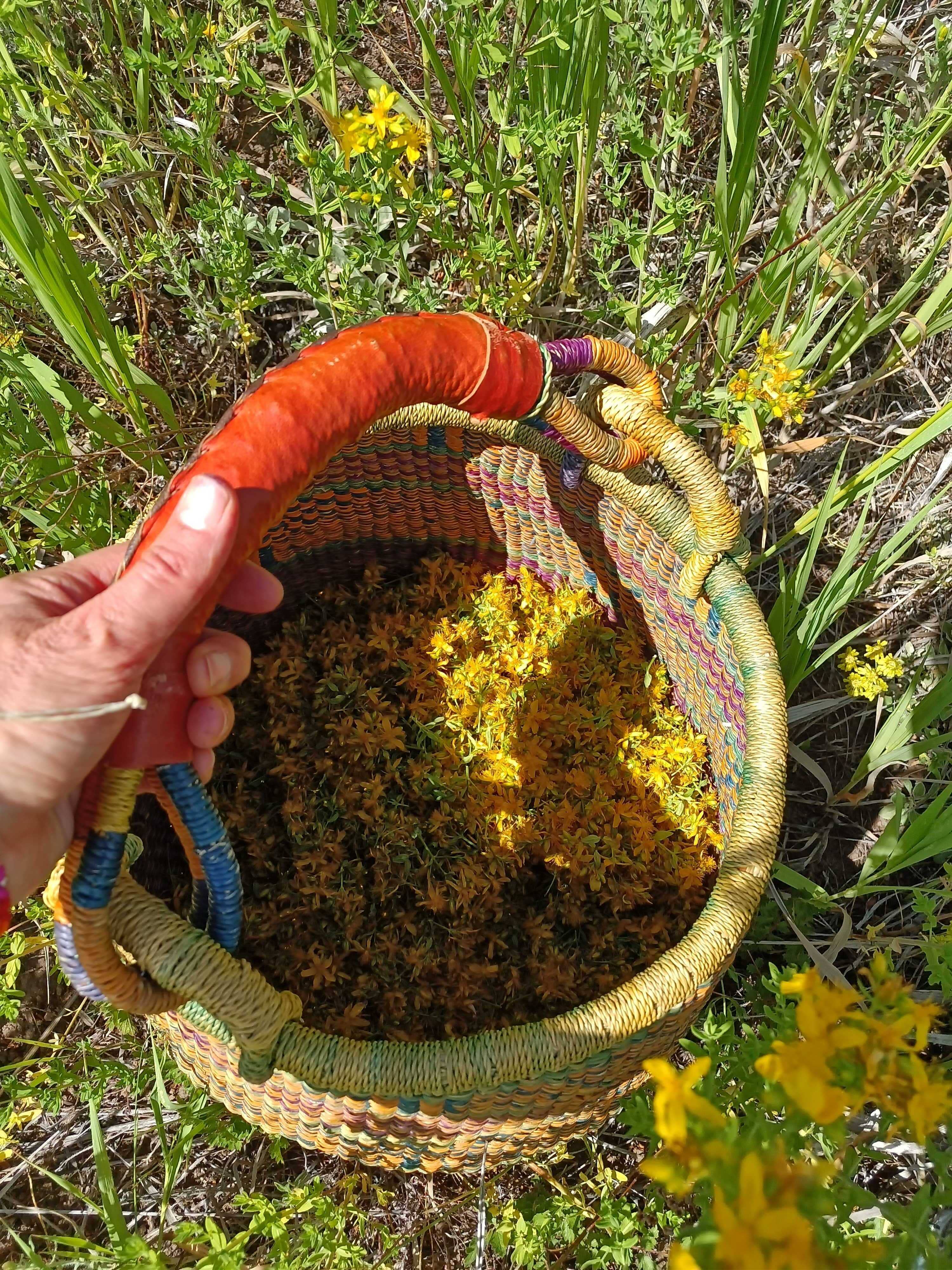 Golden Poppy Herbal Apothecary - Wholesale Bath/Body Oil - Saint (St.) John's Wort Flower Infused Olive Oil, Organic, 1oz bottle3