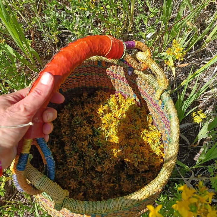 Golden Poppy Herbal Apothecary - Vente Huile pour le bain/corps - Saint (St.) Huile d'olive infusée à la fleur de millepertuis, biologique, bouteille de 1 oz3