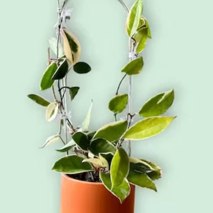 PlantBay - Wholesale Trellis - Arc Shaped Clear Trellis