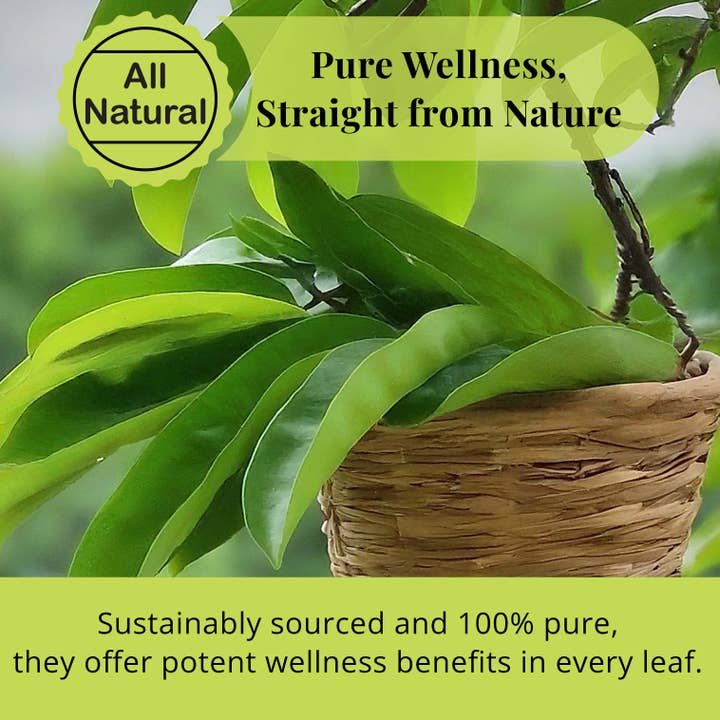 Akshit - Wholesale Loose Tea - 200+Soursop Leaves, Hojas de Guanabana Dried Graviola Leaves