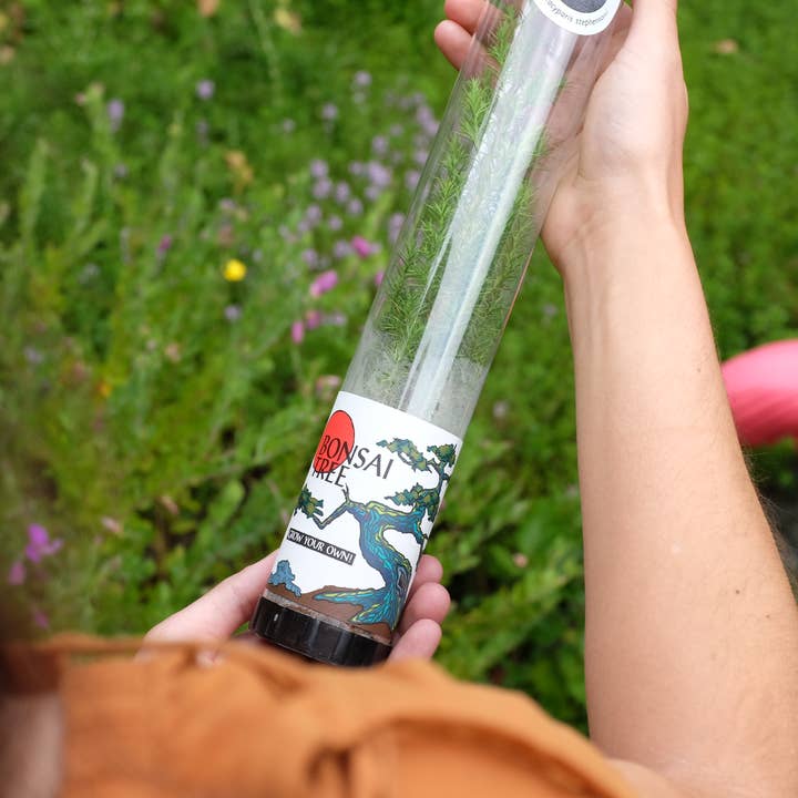 The Jonsteen Company - Wholesale Live Plant - Bonsai Starter | Packaged Live Tree5