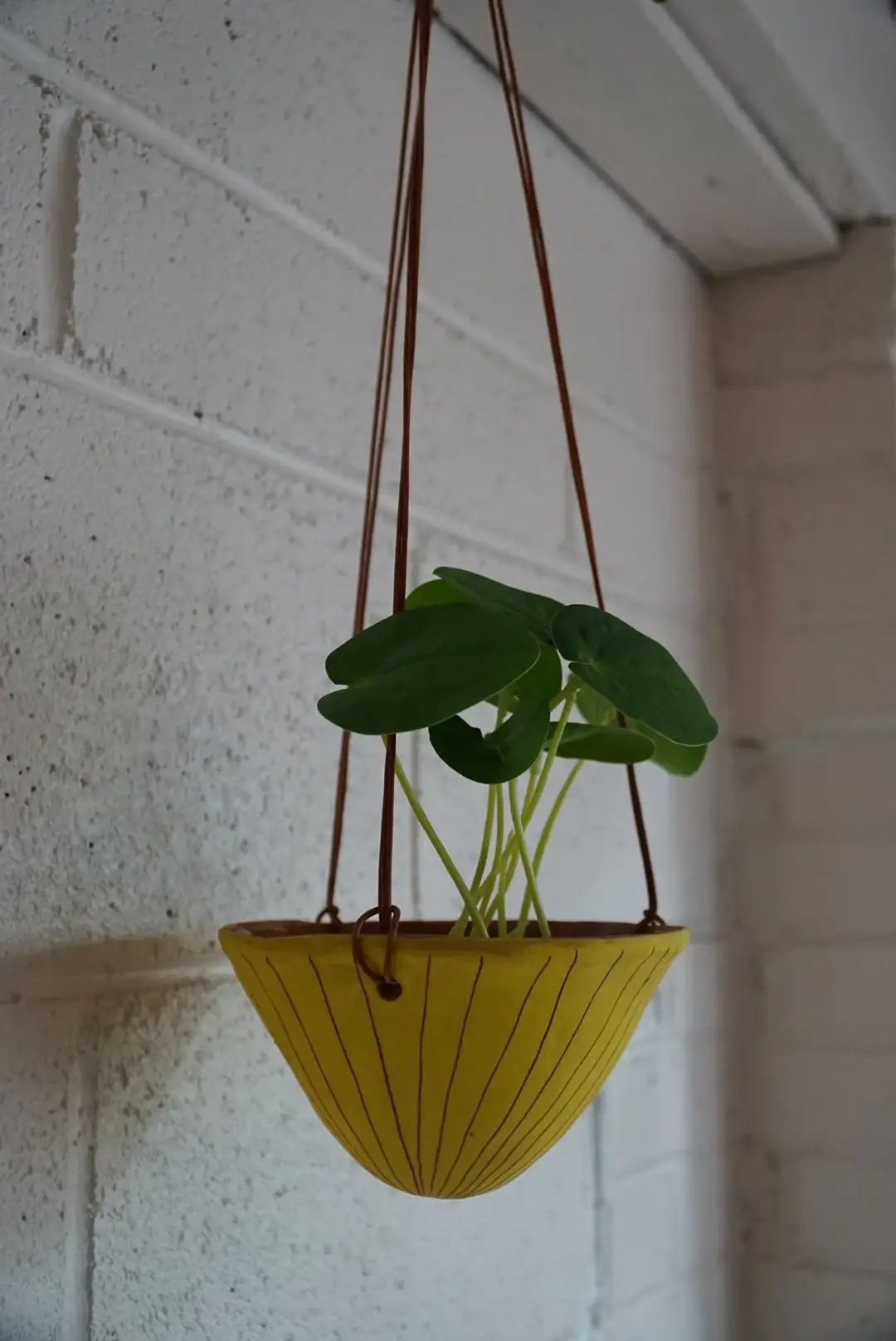 Half Light Honey - Wholesale Hanging Planter - Vertical Line Hanging Planter in Yellow and Terracotta4