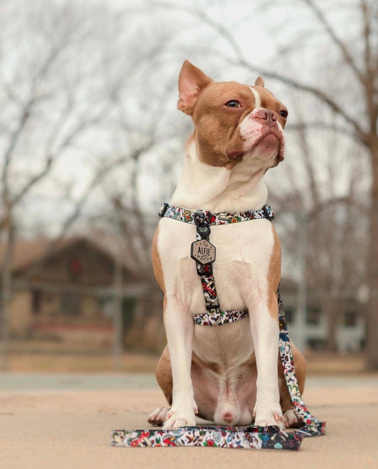 Besties Pets - Wholesale Pet Identification Tag - Dog - Space Cadet Silicone Dog ID Tag17